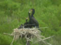 Grand Cormoran Phalacrocorax carbo sinensis