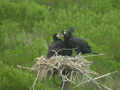 Grand Cormoran Phalacrocorax carbo sinensis