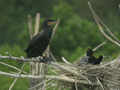 Grand Cormoran Phalacrocorax carbo sinensis