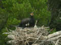 Grand Cormoran Phalacrocorax carbo sinensis