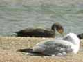 Grand Cormoran Phalacrocorax carbo sinensis