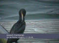 Grand Cormoran Phalacrocorax carbo sinensis