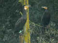 Grand Cormoran Phalacrocorax carbo sinensis EH1