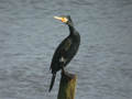 Grand Cormoran Phalacrocorax carbo