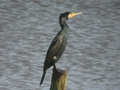 Grand Cormoran Phalacrocorax carbo