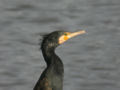 Grand Cormoran Phalacrocorax carbo