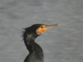 Grand Cormoran Phalacrocorax carbo