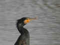 Grand Cormoran Phalacrocorax carbo