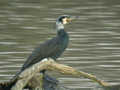 Grand Cormoran Phalacrocorax carbo