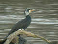 Grand Cormoran Phalacrocorax carbo