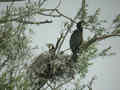 Grand Cormoran Phalacrocorax carbo sinensis EH1