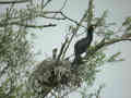 Grand Cormoran Phalacrocorax carbo sinensis EH1