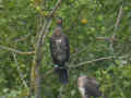 Grand Cormoran Phalacrocorax carbo sinensis EH1