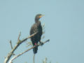 Grand Cormoran Phalacrocorax carbo sinensis EH1