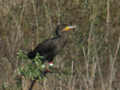 Grand Cormoran Phalacrocorax carbo sinensis EH1