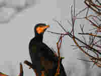 Grand Cormoran Phalacrocorax carbo sinensis C4A