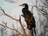 Grand Cormoran Phalacrocorax carbo sinensis C4A