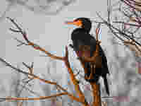 Grand Cormoran Phalacrocorax carbo sinensis C4A