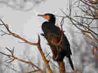 Grand Cormoran Phalacrocorax carbo sinensis C4A