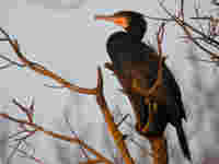 Grand Cormoran Phalacrocorax carbo sinensis C4A