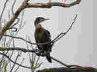 Grand Cormoran Phalacrocorax carbo sinensis P2E