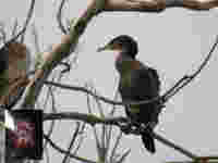 Grand Cormoran Phalacrocorax carbo sinensis P2E