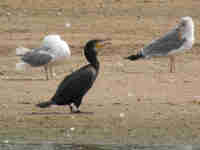 Grand Cormoran Phalacrocorax carbo