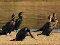 Grand Cormoran Phalacrocorax carbo