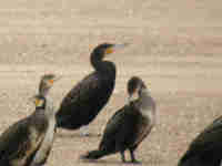 Grand Cormoran Phalacrocorax carbo K/P