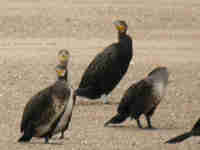 Grand Cormoran Phalacrocorax carbo K/P