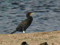 Grand Cormoran Phalacrocorax carbo sinensis PI