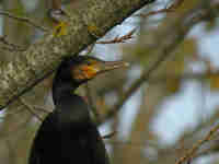 Grand Cormoran Phalacrocorax carbo