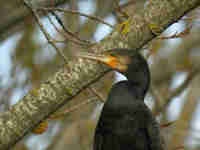 Grand Cormoran Phalacrocorax carbo