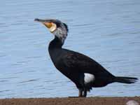 Grand Cormoran Phalacrocorax carbo