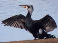 Grand Cormoran Phalacrocorax carbo