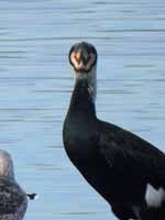 Grand Cormoran Phalacrocorax carbo