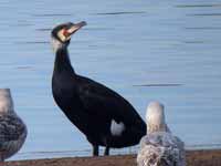 Grand Cormoran Phalacrocorax carbo