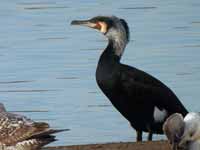 Grand Cormoran Phalacrocorax carbo