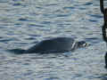 Grand Dauphin Tursiops truncatus