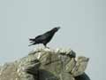 Grand Corbeau Corvus corax