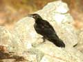 Grand Corbeau Corvus corax