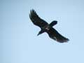 Grand Corbeau Corvus corax