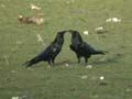 Grand Corbeau Corvus corax tingitanus
