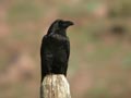 Grand Corbeau Corvus corax