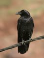 Grand Corbeau Corvus corax