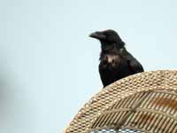 Grand Corbeau Corvus corax