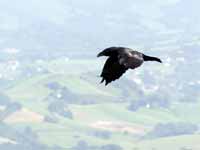 Grand Corbeau Corvus corax