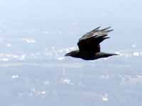 Grand Corbeau Corvus corax