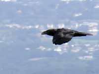 Grand Corbeau Corvus corax