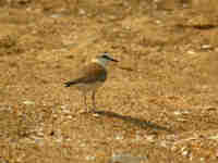 Gravelot à front blanc Charadrius marginatus